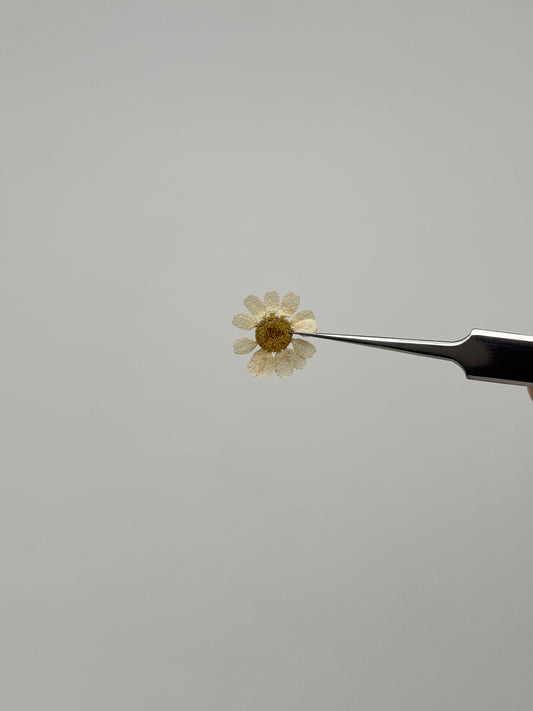 Sora Naturale | Real Pressed Daisy Necklace (One-of-a-Kind)