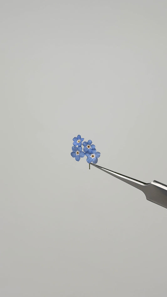 Sora Naturale | Real Pressed Forget-Me-Not Crescent Moon Necklace