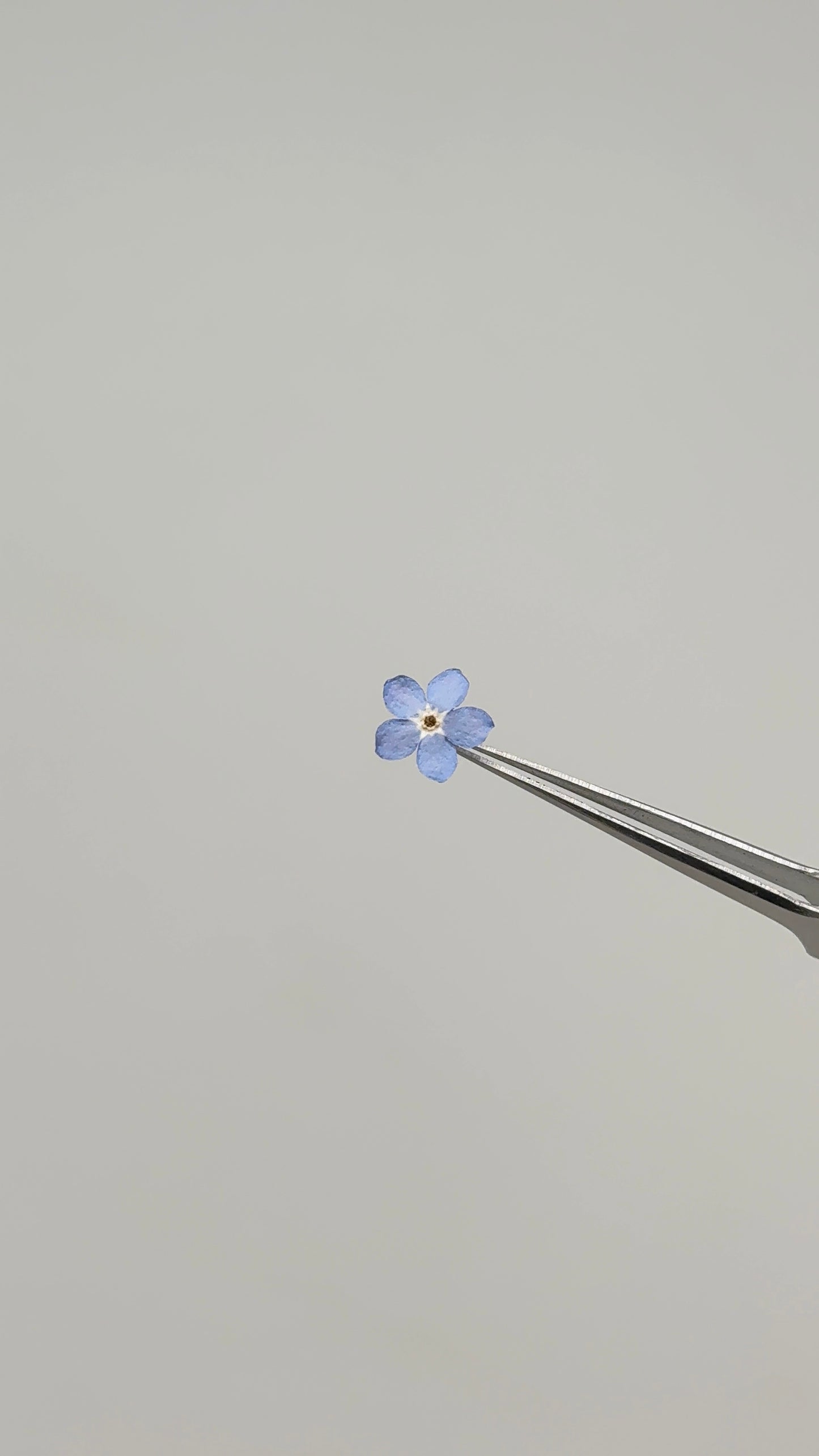 Sora Naturale | Real Pressed Forget-Me-Not Necklace - 1 cm