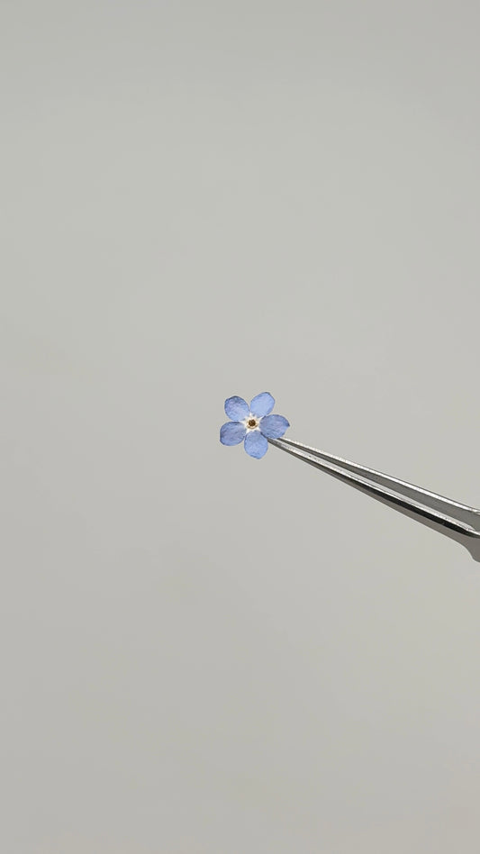Sora Naturale | Real Pressed Forget-Me-Not Necklace - 1 cm