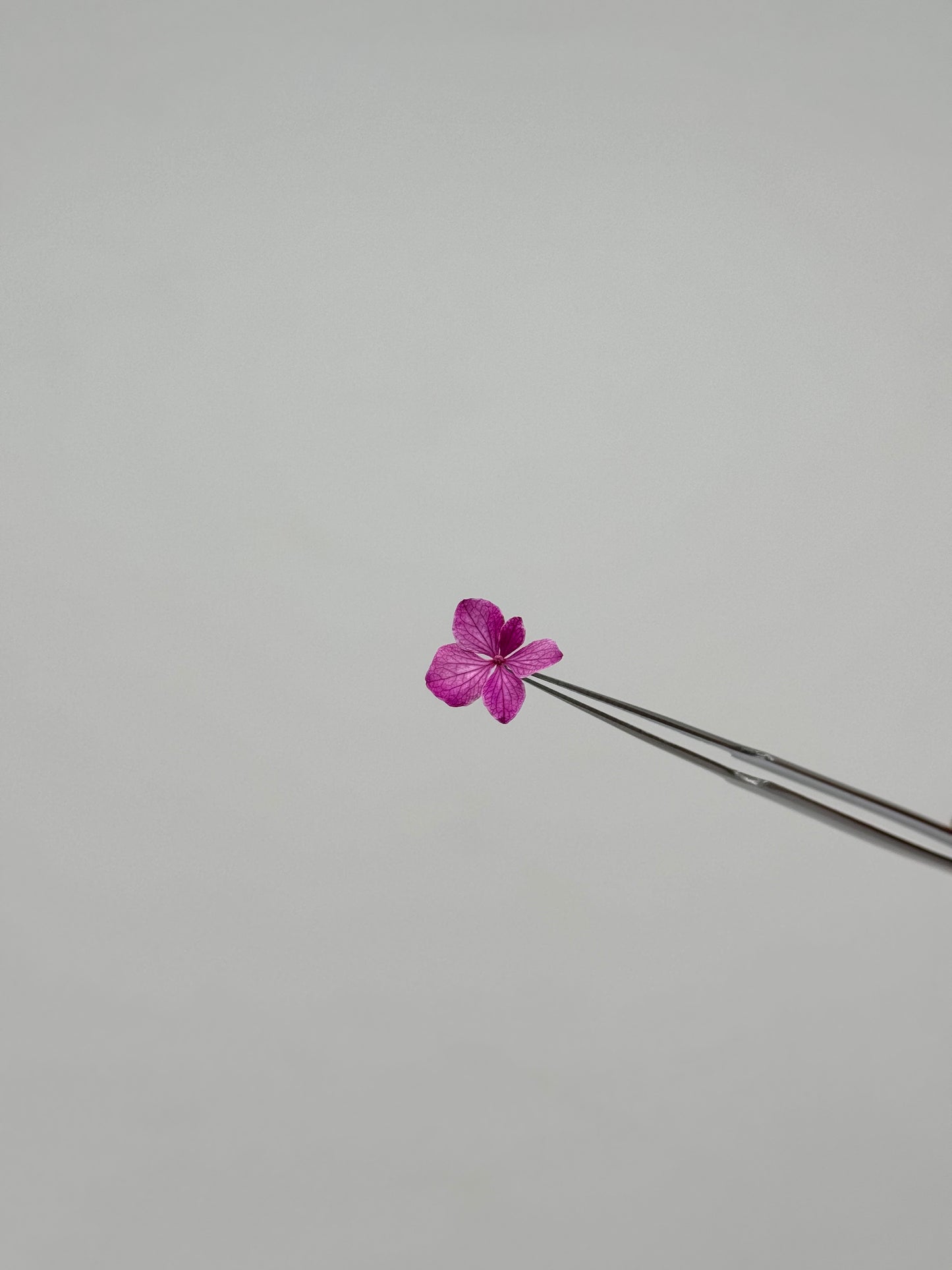 Sora Naturale | Real Pressed Hydrangea Necklace (One-of-a-Kind)