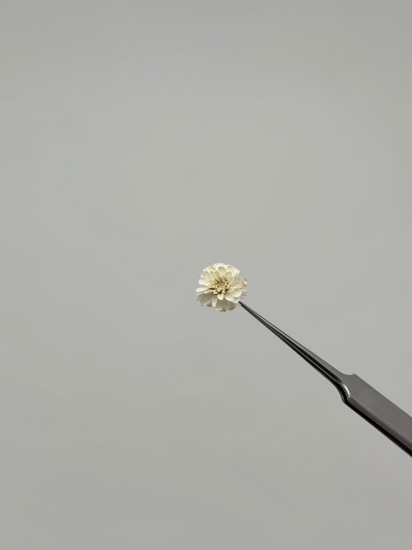 Sora Naturale | Real Pressed Pearly Everlasting Necklace