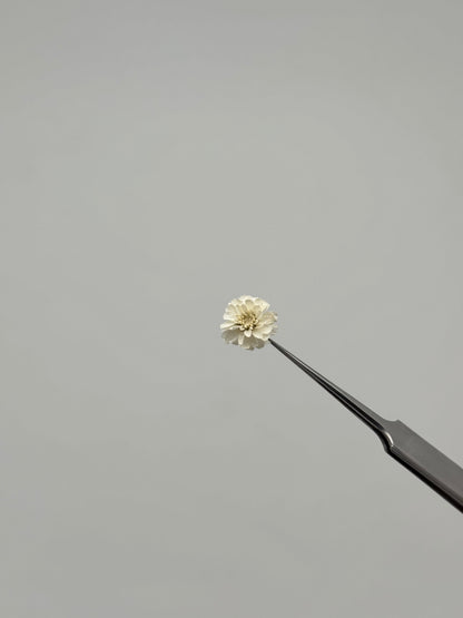 Sora Naturale | Real Pressed Pearly Everlasting Necklace