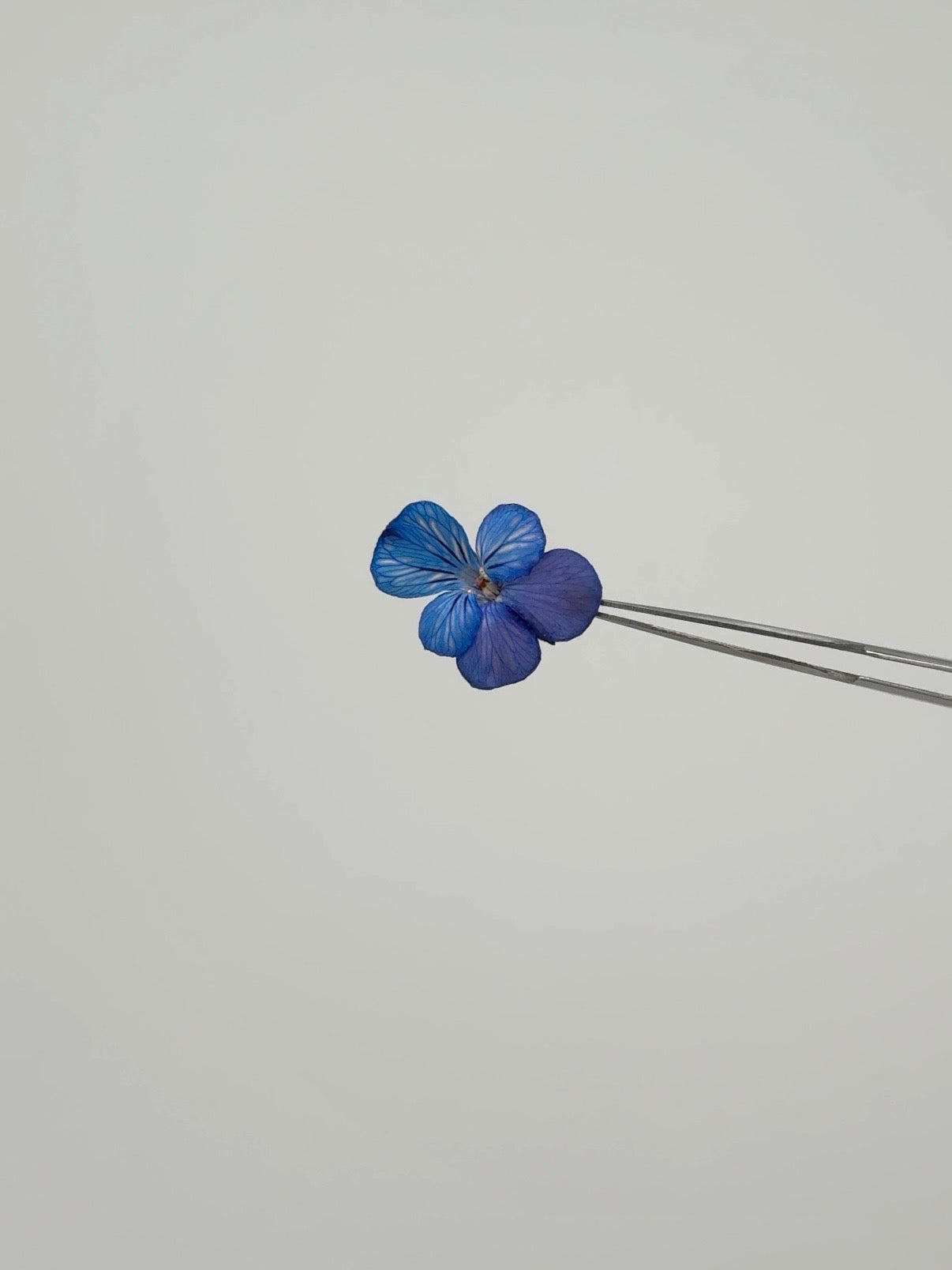 Sora Naturale | Real Pressed Viola Heart Necklace (One-of-a-Kind)